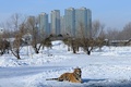 中国東北部・黒竜江省ハルビンにある東北虎林園で飼育されているシベリアトラ（2014年1月6日撮影、資料写真）。（c)AFP/GOH CHAI HIN