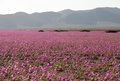 チリ・ウアスコ州で、アタカマ砂漠に咲き乱れる花々（2015年9月27日撮影）。(c)AFP/CARLOS AGUILAR