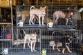 タイ・バンコクの郊外にある野良犬の保護施設に到着した犬たち（2020年4月6日撮影）。(c)Mladen ANTONOV / AFP