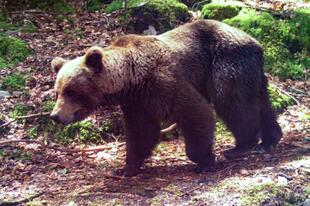 仏猟師、保護動物のクマを殺し裁判に 「自己防衛」は認められるか