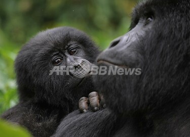 コンゴのマウンテンゴリラ生息数、内戦にもかかわらず増加 写真1枚
