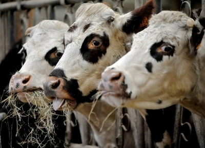 環境破壊に抗議、牛ふんで環境相の胸像を制作 ニュージーランド