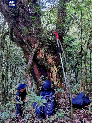 樹齢千年以上の珍木 中国雲南省で発見