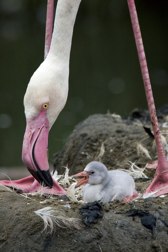 生後一日のフラミンゴのヒナ、育児熱心な父親見守る