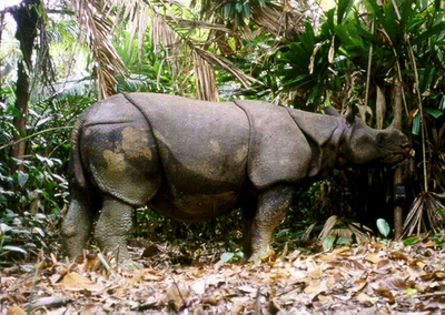ジャワサイの子ども発見、自然繁殖に期待 インドネシア