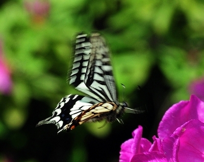 カナダで中南米産のチョウ見つかる、温暖化で北上か
