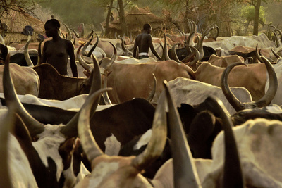 家畜めぐる部族衝突、死者170人超に 南スーダン