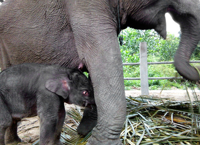 絶滅危惧種のスマトラゾウに赤ちゃん誕生 インドネシア