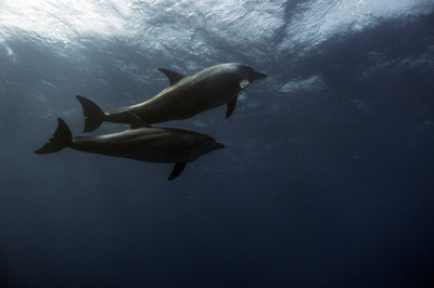 カナダ議会、イルカやクジラの捕獲・繁殖禁止する法案可決
