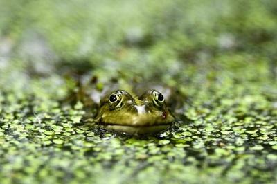 【今日の1枚】ボクには緑色が似合うな