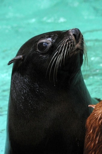 英動物園、オットセイ殴って飼育員が停職処分に