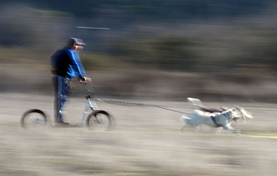 都会版「犬ぞり」、青空バックに気分は上々 米国