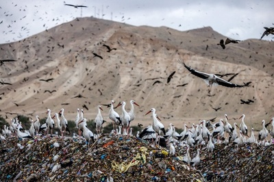 【今日の1枚】埋め立て地に群がるコウノトリ ヨルダン川西岸