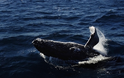 オーストラリア政府、YouTubeで日本の子どもに反捕鯨キャンペーン