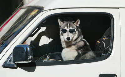 散歩いらず？運転手のイヌ間に犬がドライブ