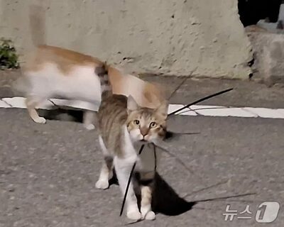 韓国・麗水で野良猫3匹の首に結束バンド…動物虐待の可能性、警察が捜査