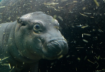 生後1か月の赤ちゃんカバ、目をまん丸にして水泳も チェコ