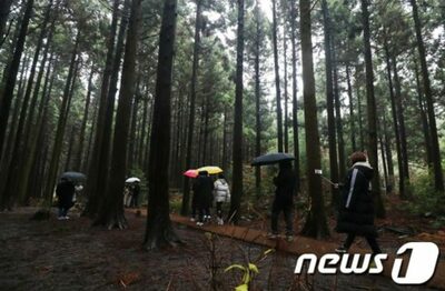 急激な気候変動、今世紀末、朝鮮半島でこの木が見られなくなるかも…