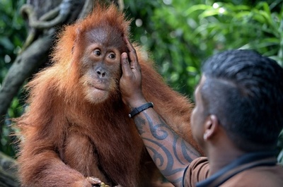  シンガポール、人気オランウータン「アーメン」の2代目登場