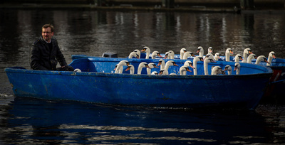 ハクチョウがボートで「引っ越し」、ドイツ北部