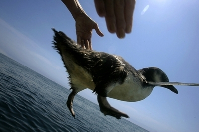 アルゼンチン沖のペンギンが飢餓状態、餌場減で遠泳強いられ