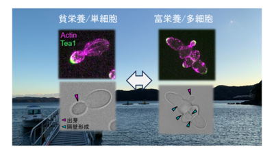【名古屋大学】栄養条件に応じ単細胞-多細胞をスイッチする遺伝子特定～多細胞生物の出現や進化の仕組み理解に寄与～