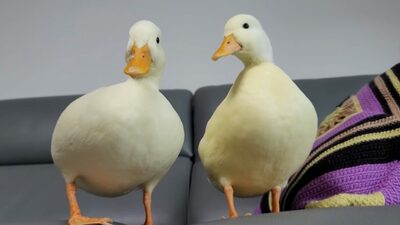 ペットとしてのアヒル、知られざる魅力…韓国で動画が大人気