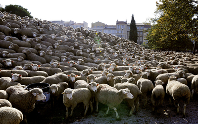 仏マルセイユの街頭に羊が2500頭、畜産家らが抗議デモ