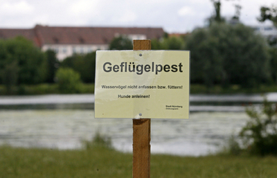 ドイツで約1年ぶりに鳥インフルエンザ検出