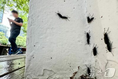 むしろ益虫なのに…「赤い背中のハエ」の襲撃にソウル各地域で悲鳴