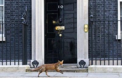 走るキツネ、英首相官邸前