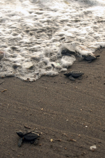 グアテマラで絶滅危惧種のウミガメ放流