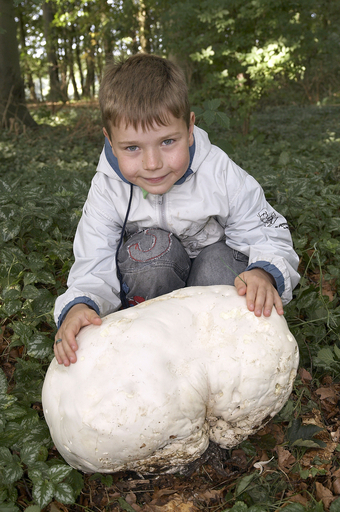 ボクの頭より大きい? 森で見つけた巨大キノコは直径60センチ
