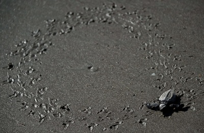 温暖化でウミガメの卵が「蒸し焼き」に、性比にも影響 パナマ