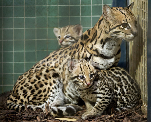お母さん大好き オセロットの赤ちゃん ベルリン動物園 写真10枚 ファッション ニュースならmode Press Powered By Afpbb News