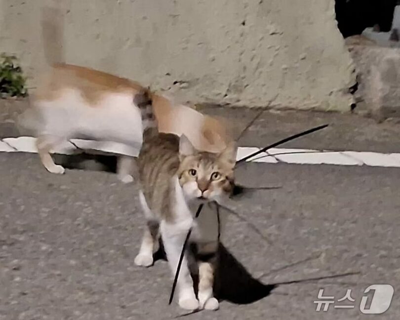 首を結束バンドで締められた野良猫＝全国野良猫保護団体連合提供(c)news1