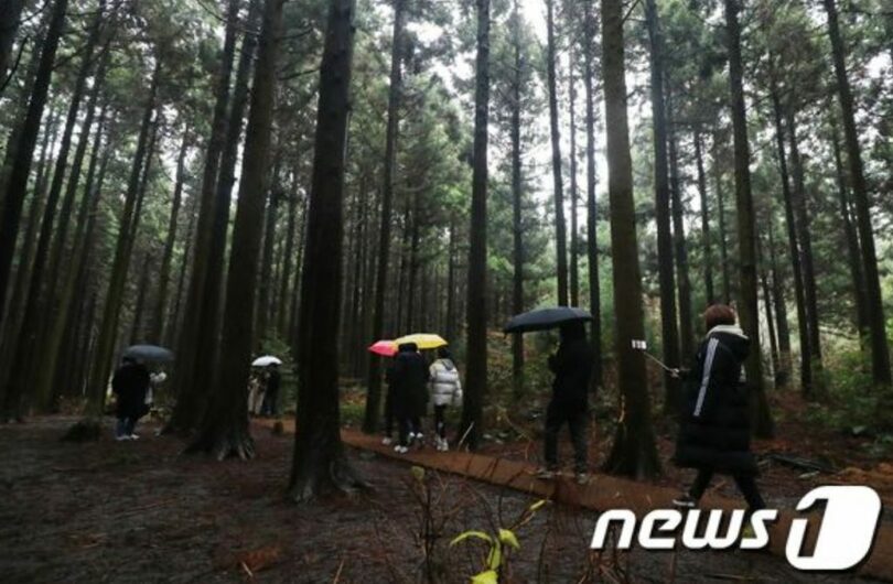 韓国済州市橋来里のサリョニ林道(c)news1