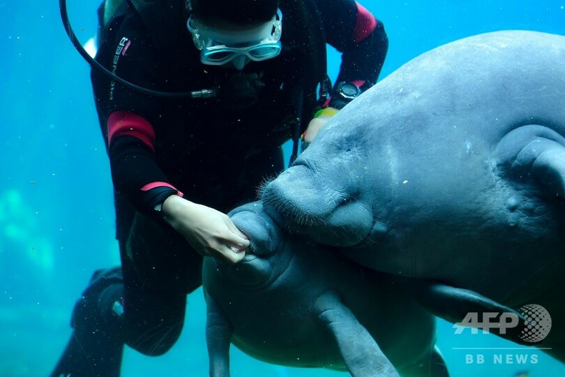 アフリカマナティーの赤ちゃんを初公開 広東・珠海