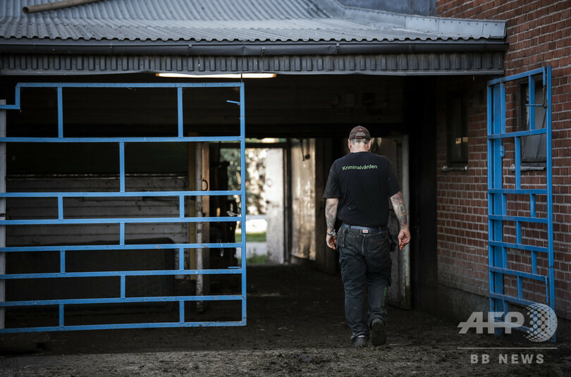 受刑者の更生に牛が一役、スウェーデンの農場刑務所