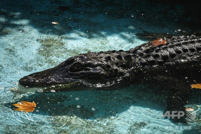 「83歳」世界最高齢ワニ、数々の戦火生き抜きセルビア動物園で現役