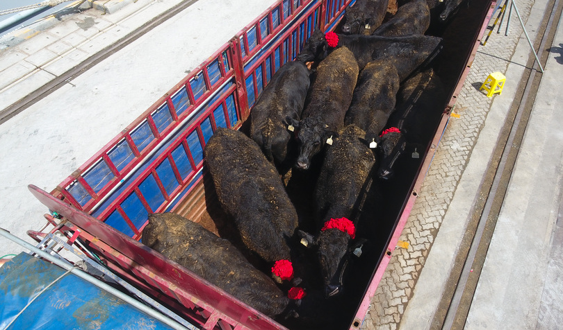 中国、豪牛肉生産会社からの輸入を一時停止 禁止薬物の検出で