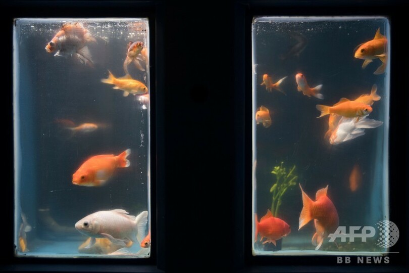 捨てられた金魚600匹 水族館で 第二の魚生 仏パリ 写真6枚 国際ニュース Afpbb News