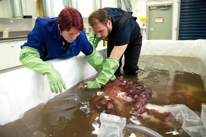 350キロの巨大イカ、南極沖で発見 体内には卵も