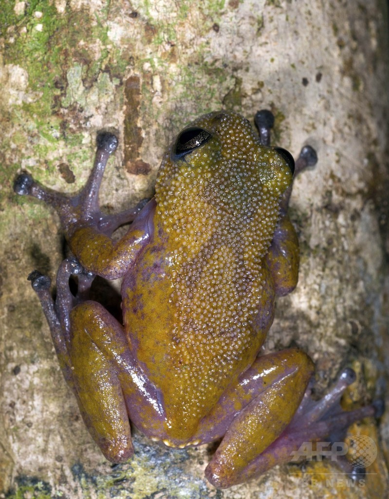 大メコン圏で新種生物139種、ハリポタにちなむ命名も WWF