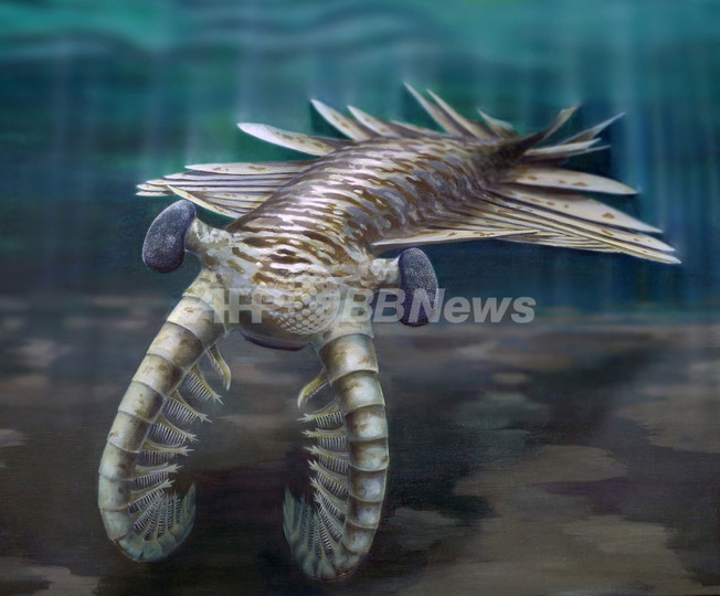 古代の海に生きたアノマロカリス、優れた複眼で生物の頂点に君臨 古代の海に生きたアノマロカリス、優れた複眼で生物の頂点に君臨