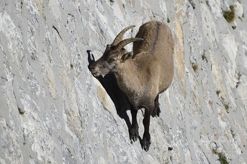 ダムの絶壁登るヤギの親子 伊アルプス 写真29枚 国際ニュース Afpbb News