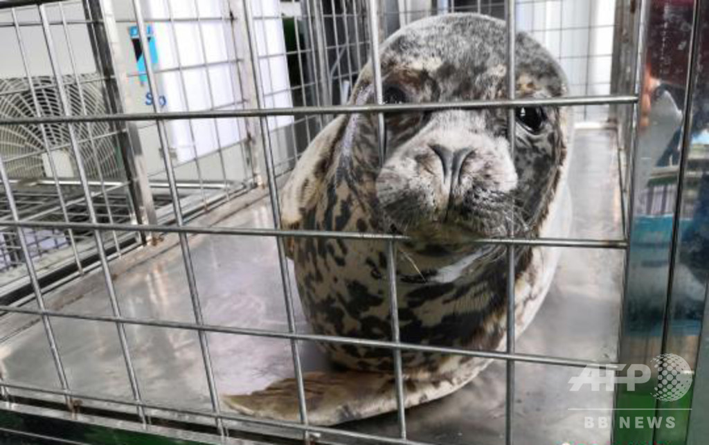 ゴマフアザラシ24頭が海へ帰る 大連の密漁事件摘発で保護 ゴマフアザラシ24頭が海へ帰る 大連の密漁事件摘発で保護