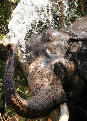 トラックで集まるゾウ、スリランカの仏教祭典 写真8枚 国際ニュース