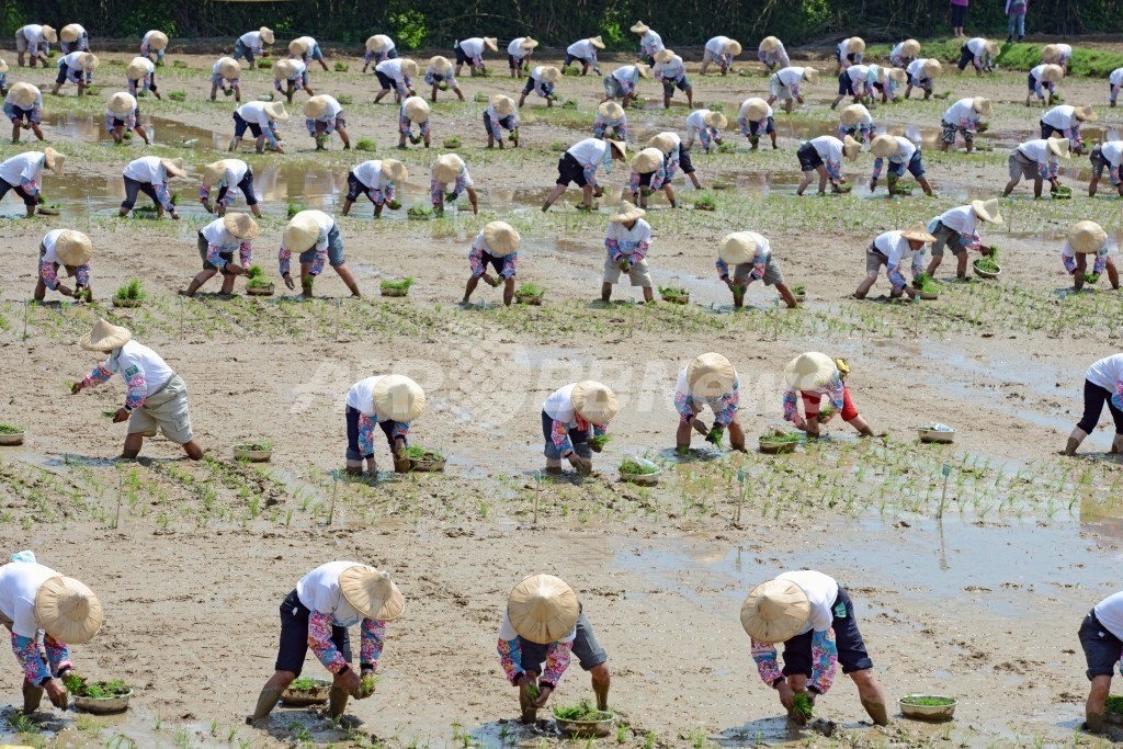 軟らかいコメを開発、高齢化に対応 台湾 軟らかいコメを開発、高齢化に対応 台湾