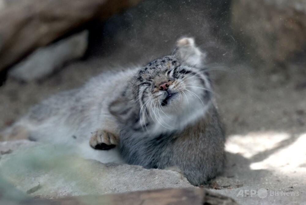愛くるしい「不機嫌な顔」のマヌルネコの赤ちゃん5匹、神戸どうぶつ王国で一般公開 生後約2か月で体重1キロ超